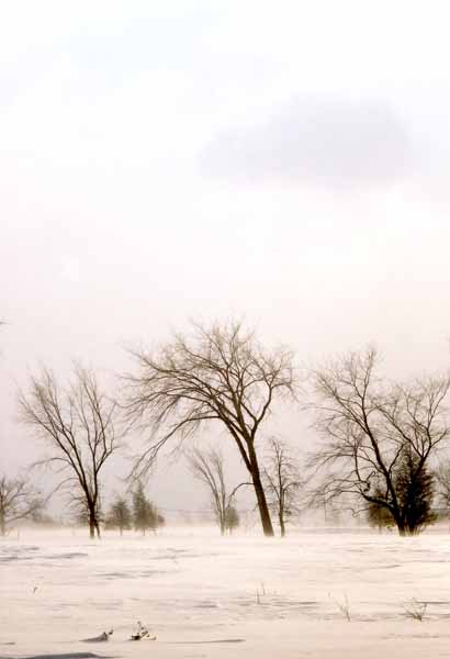 Windswept Trees 1189