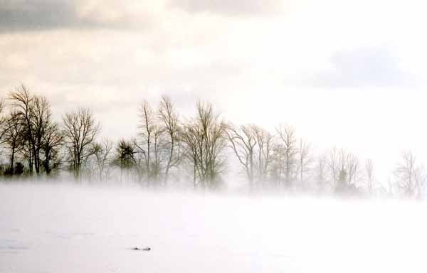 Windswept Trees 1190