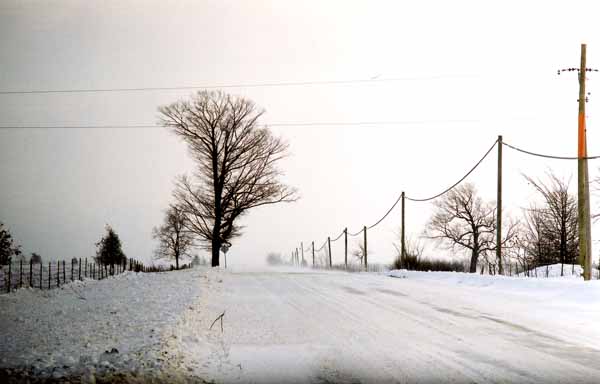 Windswept Trees 1191