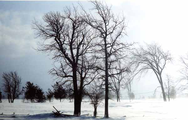 Windswept Trees 1192
