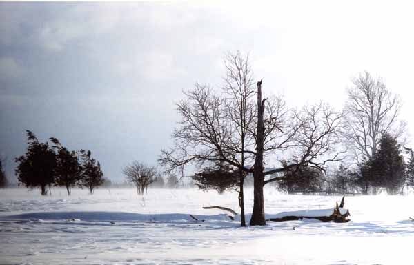Windswept Trees 1193