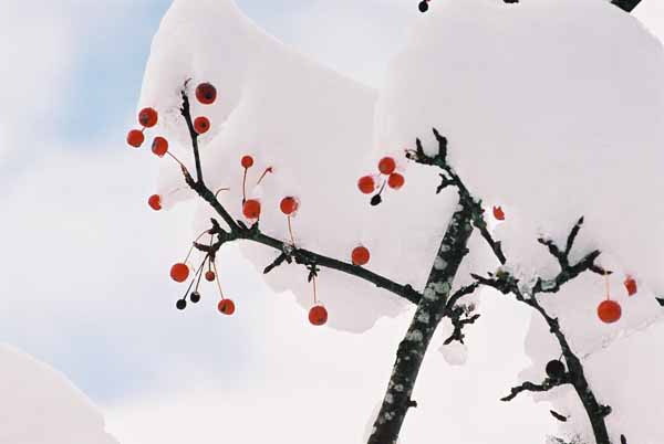 Red Berries in Snow 1196