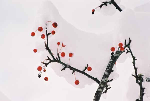 Red Berries in Snow 1197