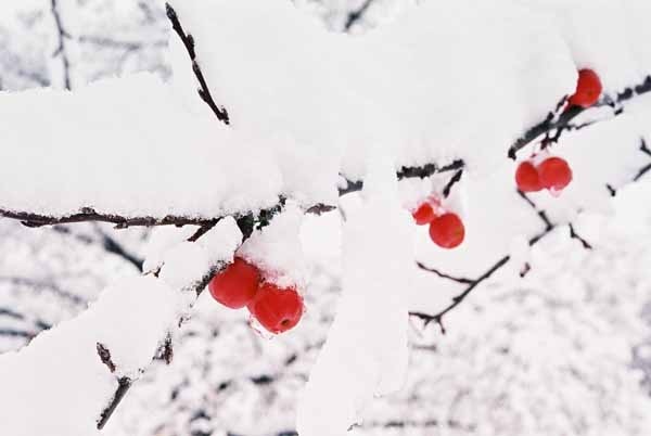Red Berries in Snow 1198