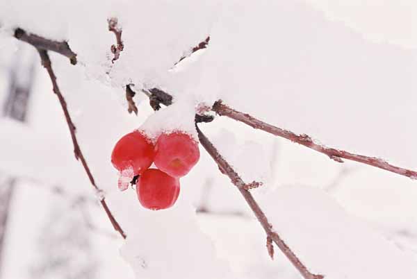 Red Berries in Snow 1199