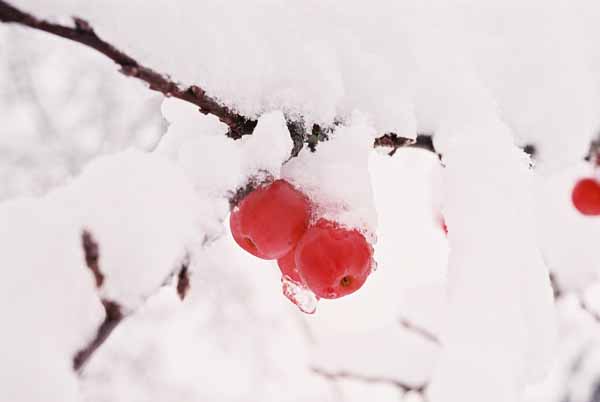Red Berries in Snow 1200