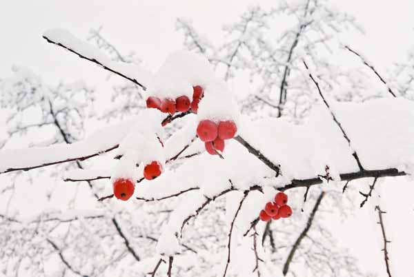 Red Berries in Snow 1201