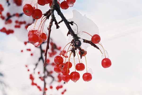 Red Berries in Snow 1202