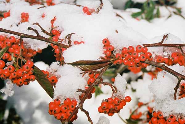 Red Berries in Snow 1203