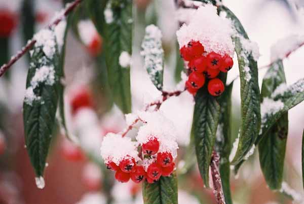Red Berries in Snow 1204