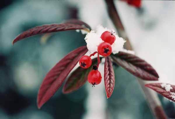 Red Berries in Snow 1205
