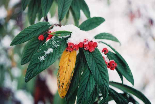 Red Berries in Snow 1206