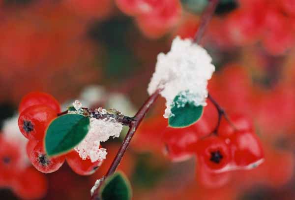 Red Berries in Snow 1209