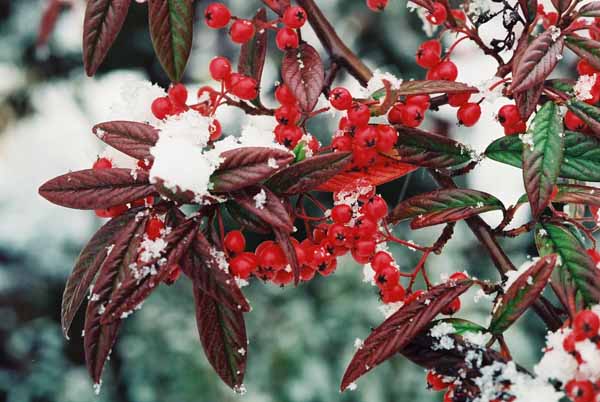 Red Berries in Snow 1213
