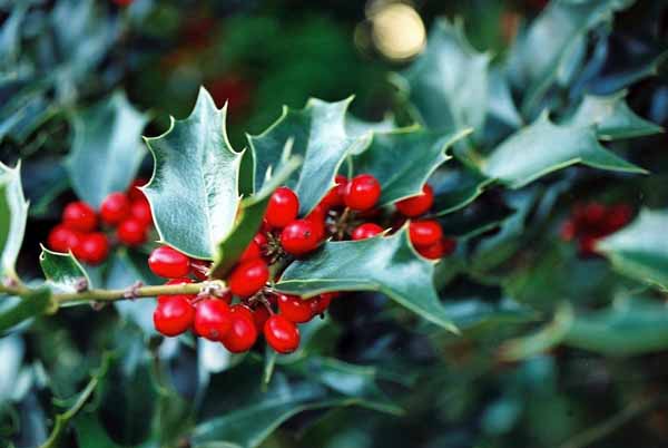 Holly Berries 1214