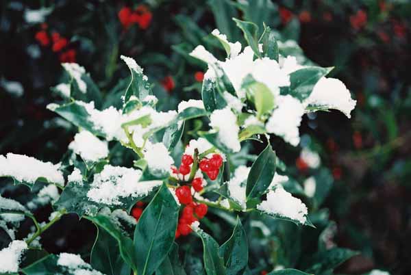 Holly in Snow 1216