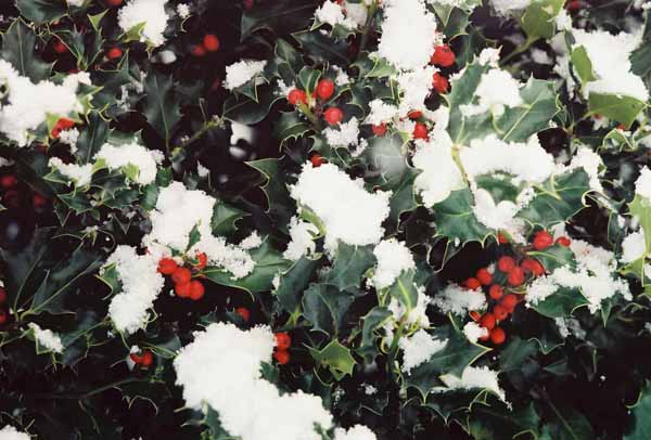 Holly in Snow 1217
