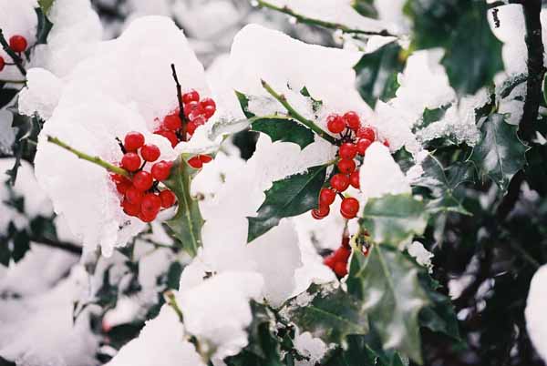 Holly in Snow 1218