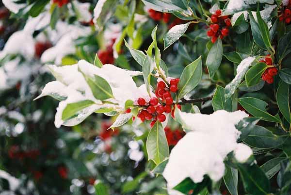 Holly in Snow 1219