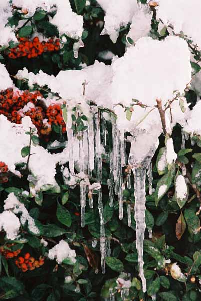Holly in Icicles 1221