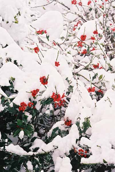 Holly in Snow 1222