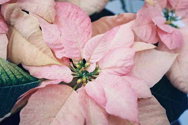Pink Poinsettia 1223
