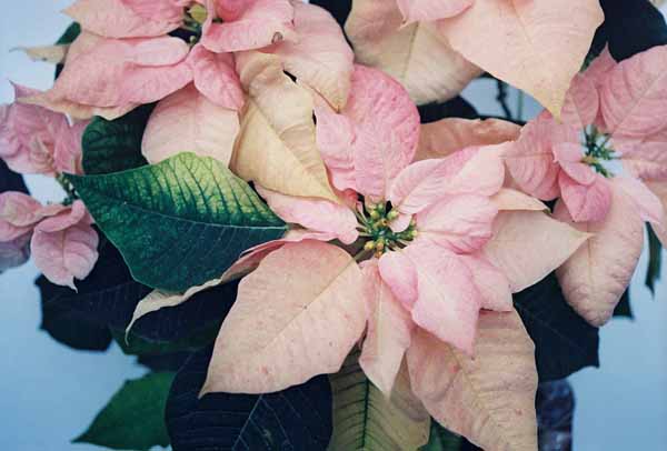Pink Poinsettia 1224