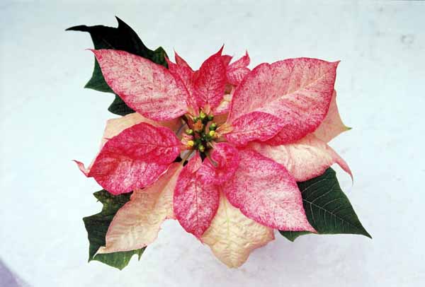 Poinsettia 1225
