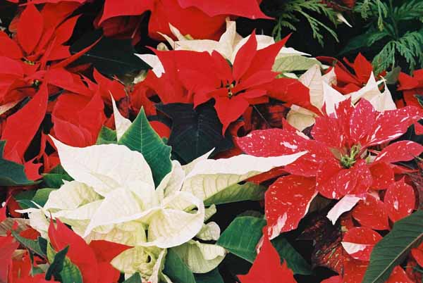 Poinsettias 1226