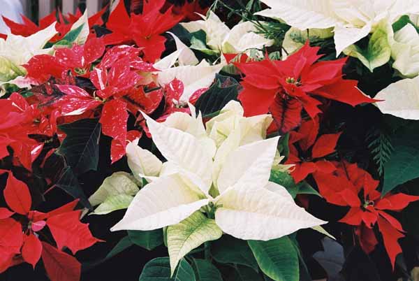 Poinsettias 1227