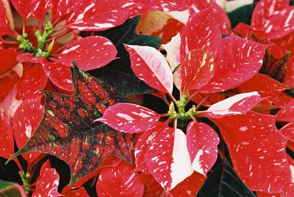 Poinsettia 1228