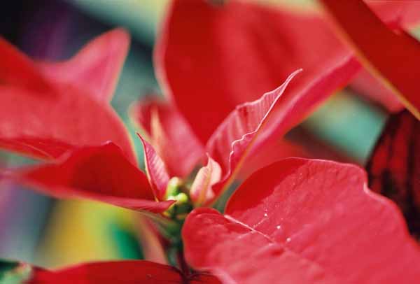 Poinsettia 1229