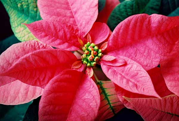 Red Poinsettia 1230