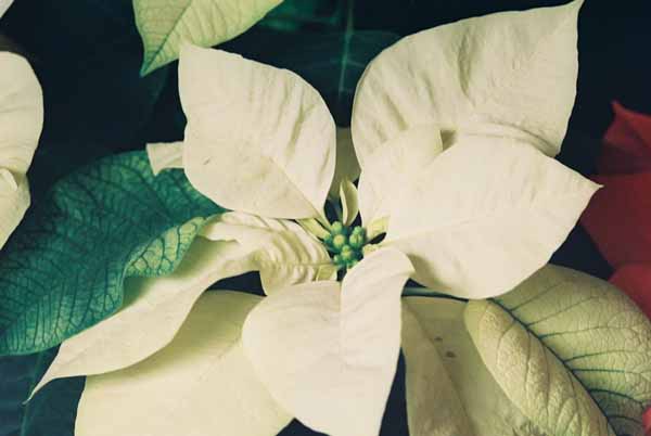 White Poinsettia 1231