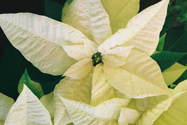 White Poinsettia 1232