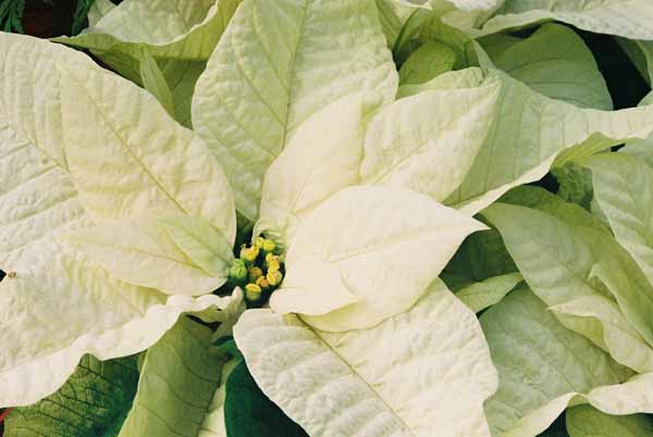 White Poinsettia 1233