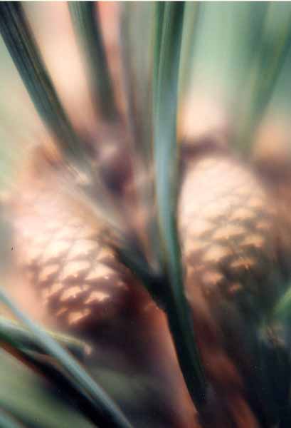 Pinecones 1243