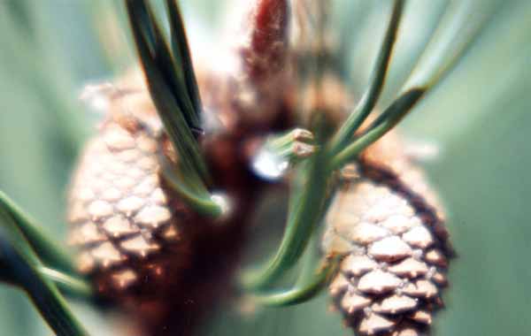 Pinecones 1245