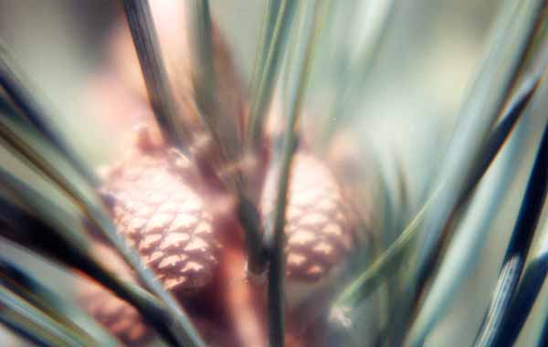 Pinecones 1246