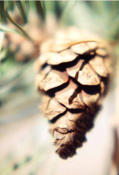 Pinecone 1248