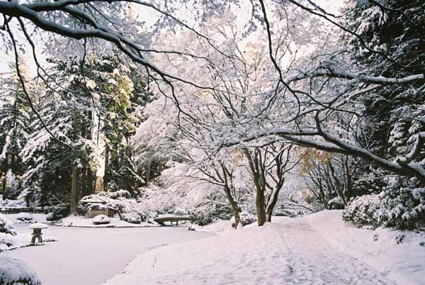 Nitobe Garden 1284