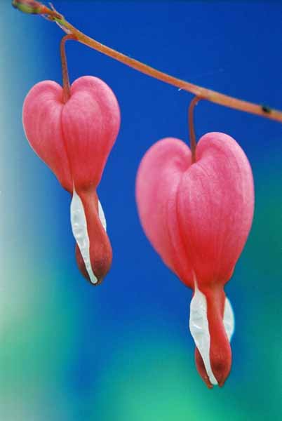 Bleeding Hearts 1513