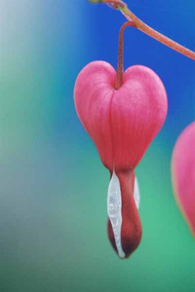 Bleeding Hearts 1514