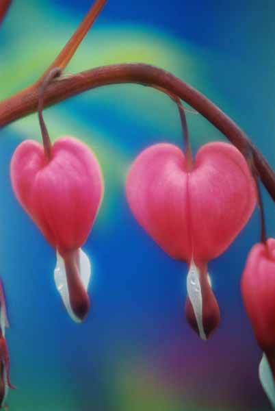 Bleeding Hearts 1515