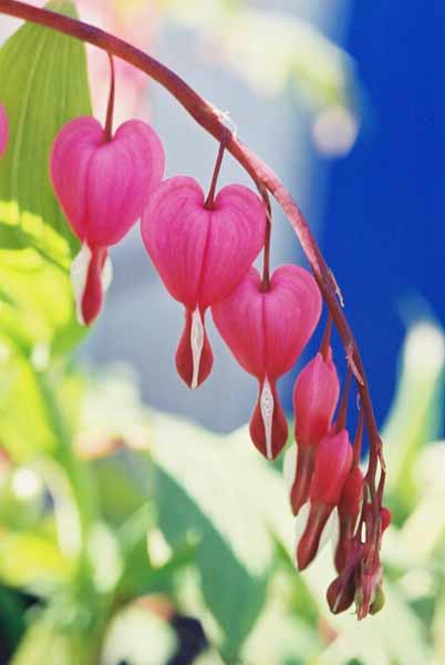 Bleeding Hearts 1516