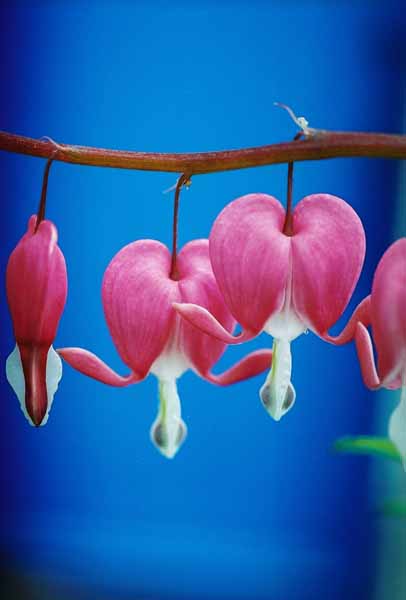 Bleeding Hearts 1517