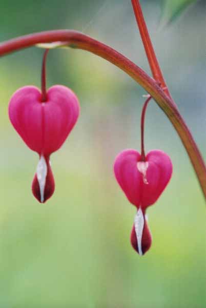 Bleeding Hearts 1520