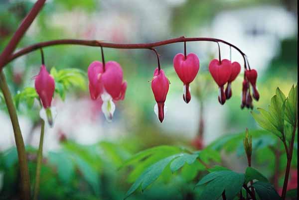 Bleeding Hearts 1523