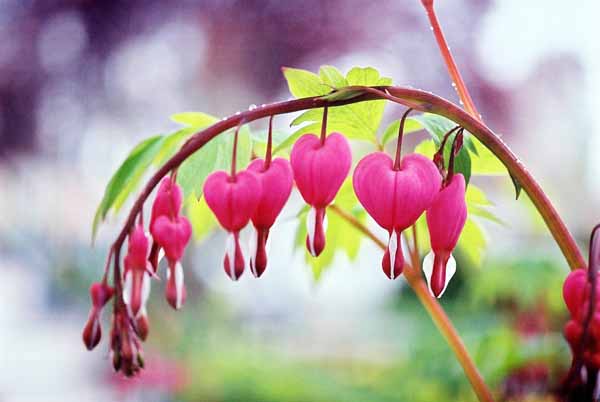Bleeding Hearts 1524