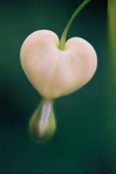 Bleeding Hearts 1525